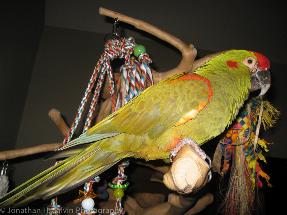 Phoenix 2011-16.jpg