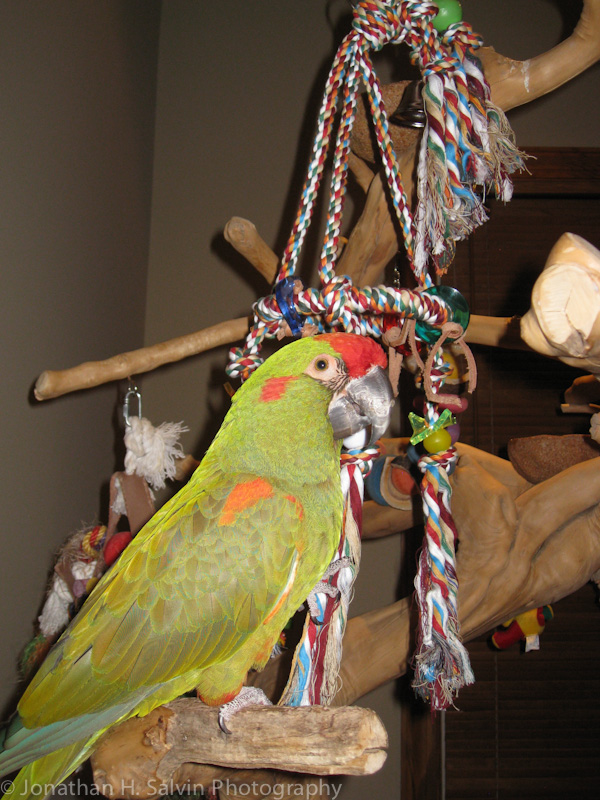 Phoenix 2011-5.jpg