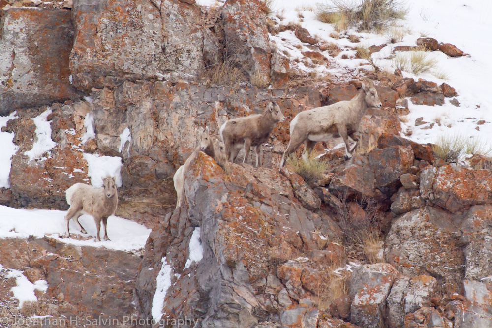 Yellowstone-2974.jpg