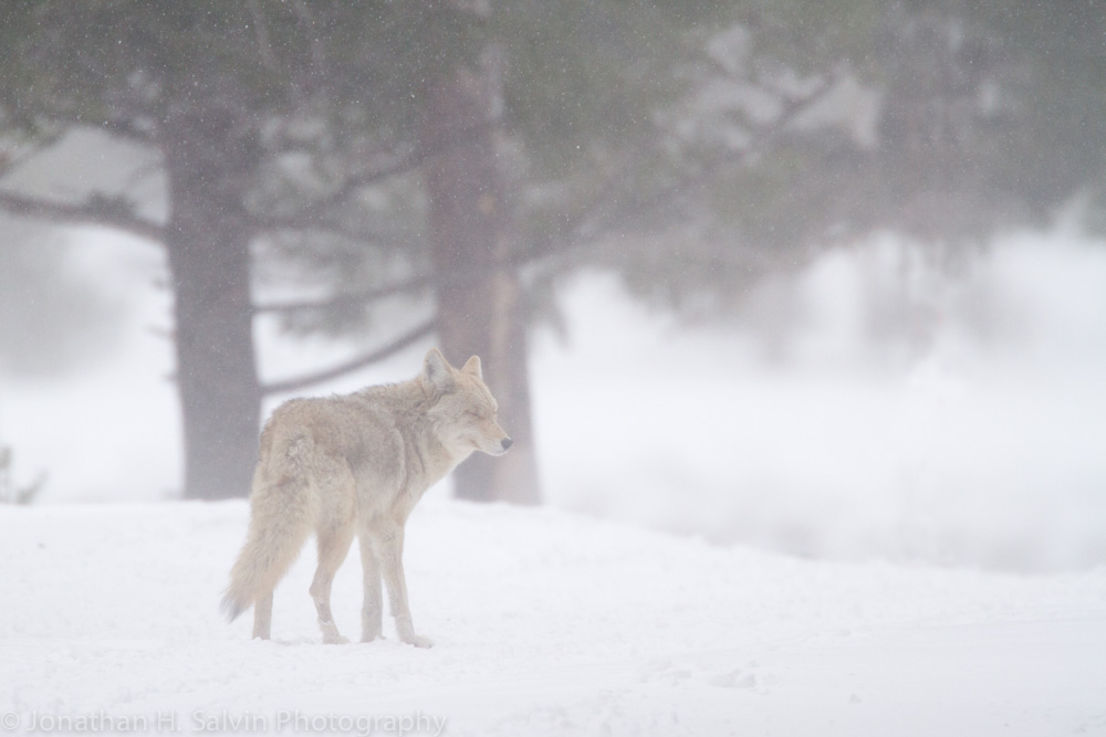 Yellowstone-1186-Edit.jpg