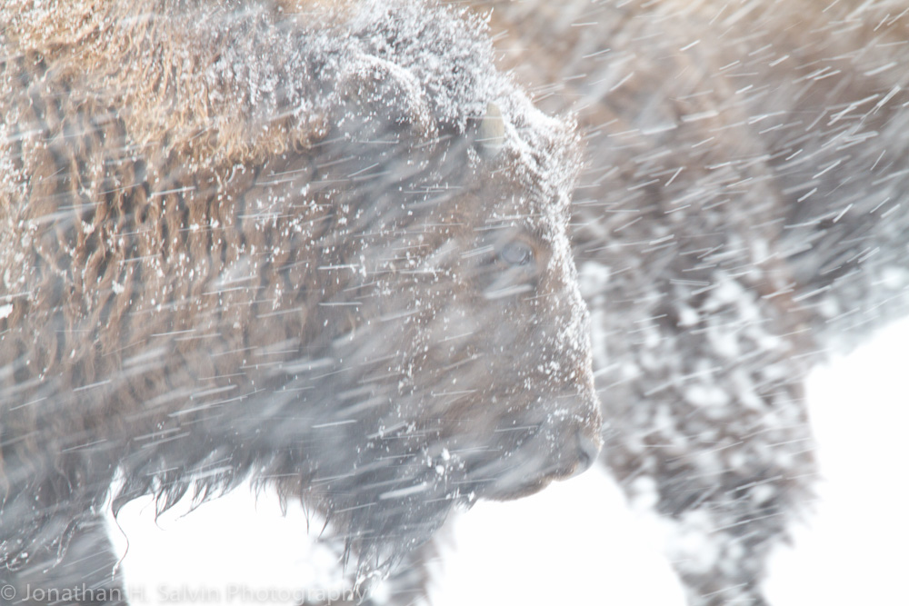 Yellowstone-1627.jpg