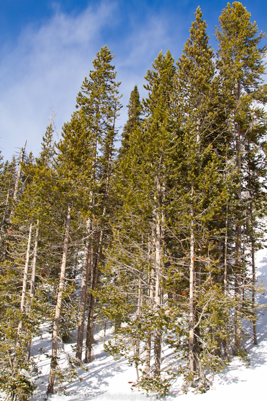 Yellowstone-165.jpg