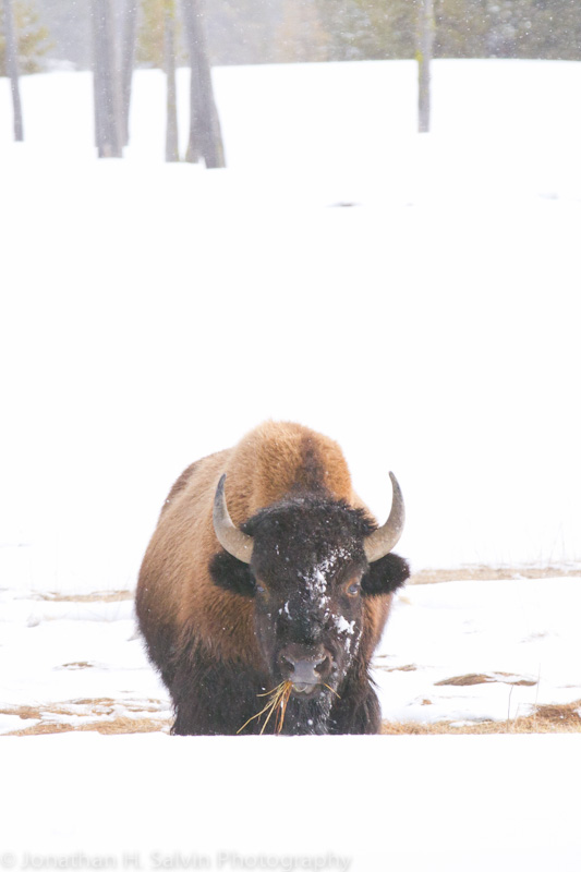 Yellowstone-2204-Edit.jpg