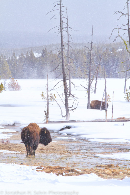 Yellowstone-2230-Edit.jpg