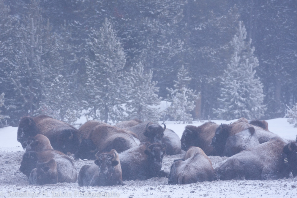 Yellowstone-372.jpg
