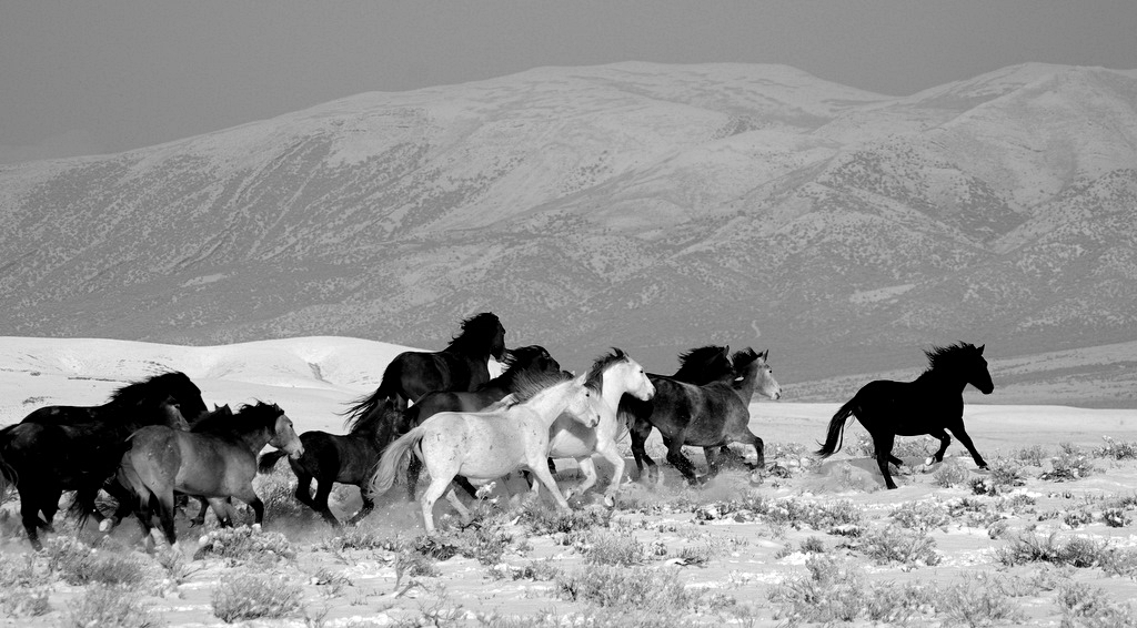 Running mustangs in snow  BW.jpg