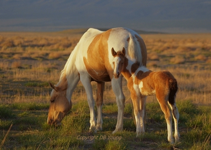 The Youngest wild horse