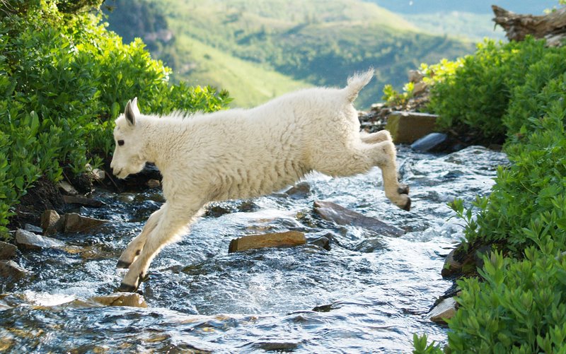 Baby Mountain goat leaping