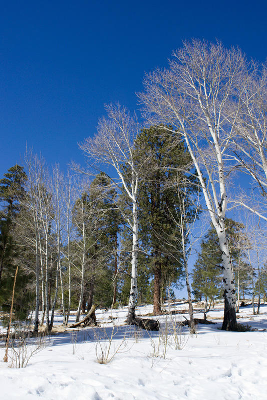 Snow Birches