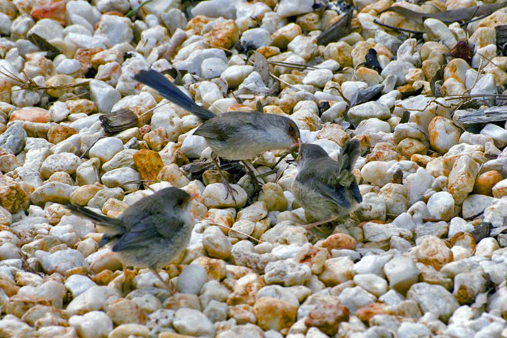 Superb Fairy-wrens (Malurus cyaneus) female and chicks