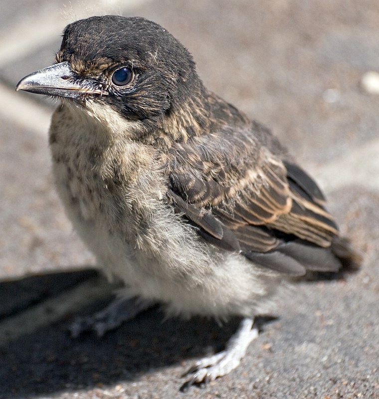 Grey Butcherbird chick (Cracticus torquatus)