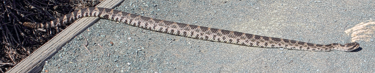 Rattlesnake - Montana De Oro State Park, California.jpg