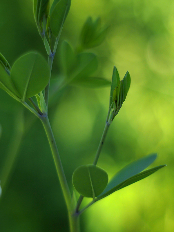 Prairie Bush Clover