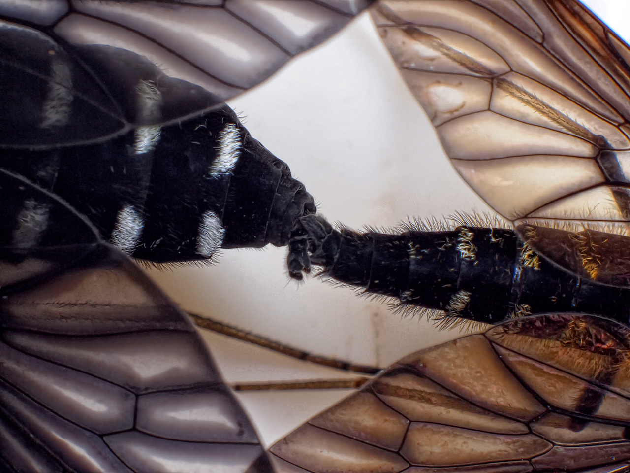 Golden Backed Snipe Flies Mating