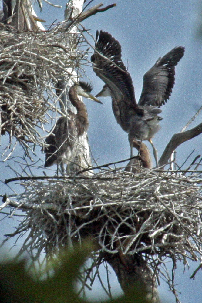 0888 GB Herons at Holland