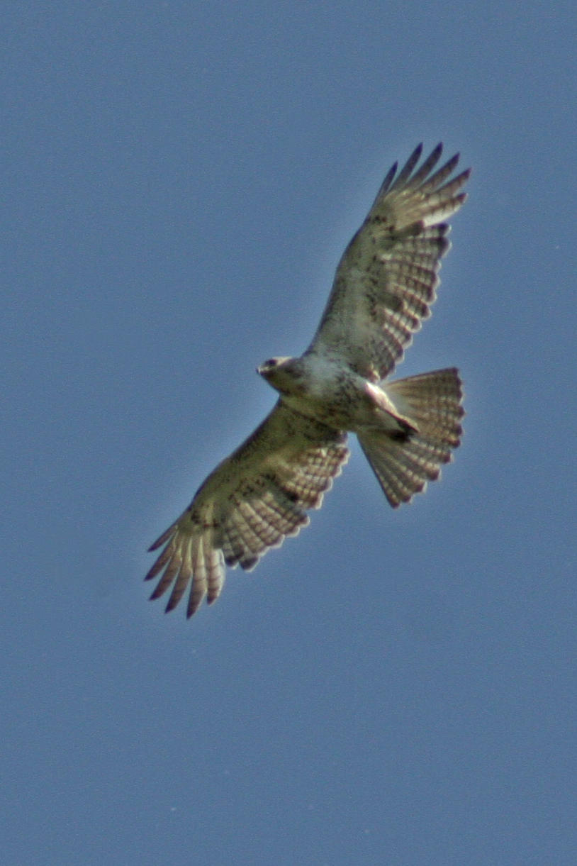 2617 juvenile Red-Tailed Hawk