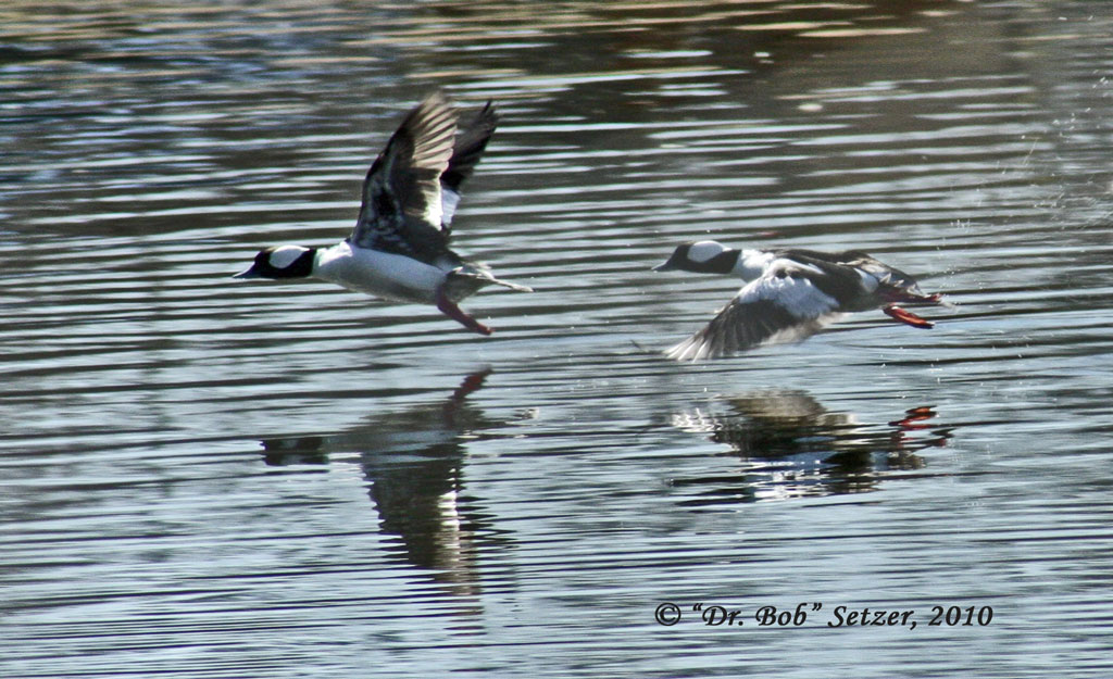 3296-Bufflehead-take-off