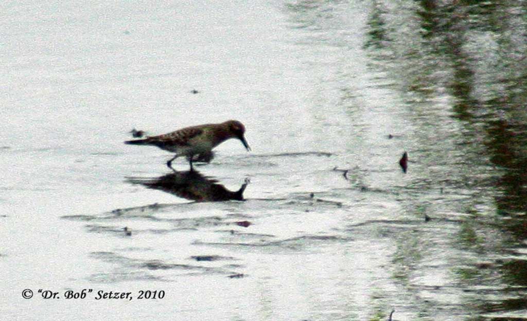 0947-Bairds-Sandpiper