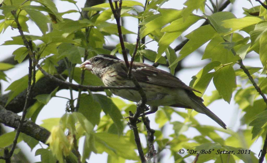 8047-Rose-breasted-Grosbeak