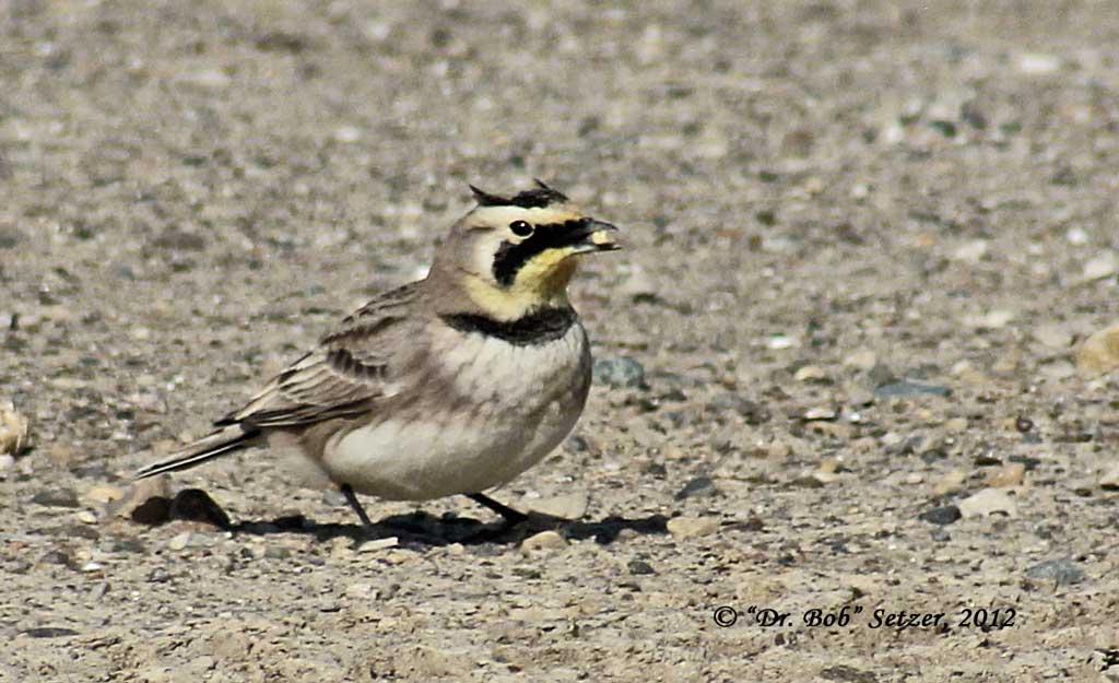 7187-Horned-Lark