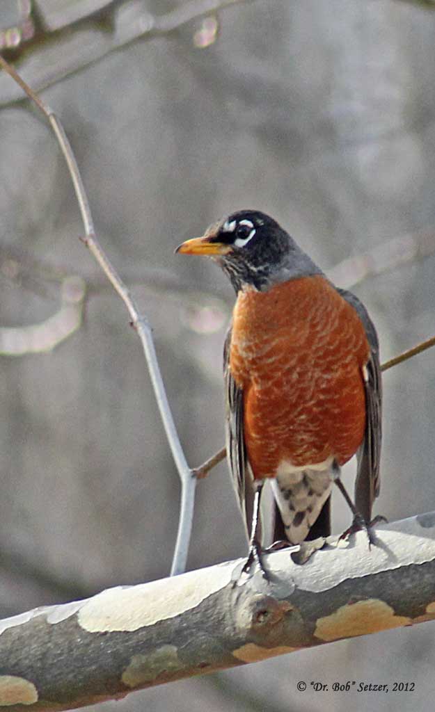 7246-Robin-looking