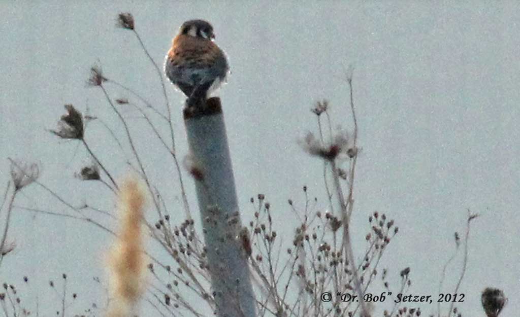 7999-Kestrel
