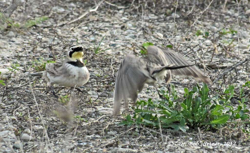 8060-Horny-Larks