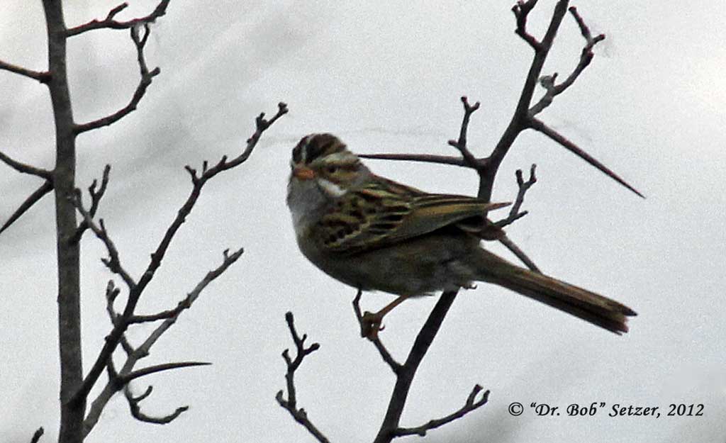 4201-Clay-colored-Sparrow