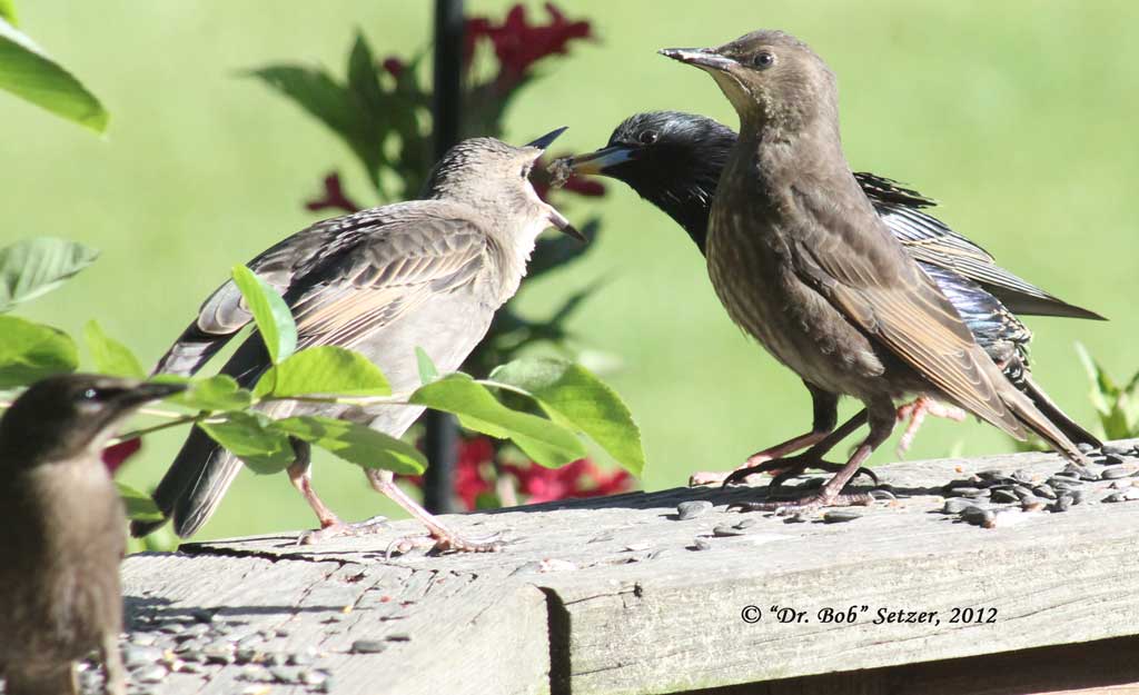 4540 Starling Dad feeds kid