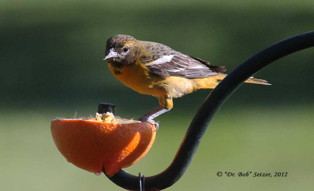 4698 Oriole--female