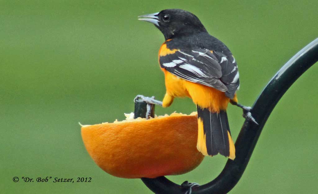 2044-Oriole-male---spread-legs