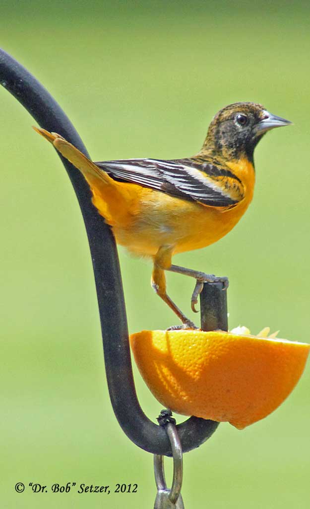 2017-Oriole---possible-female
