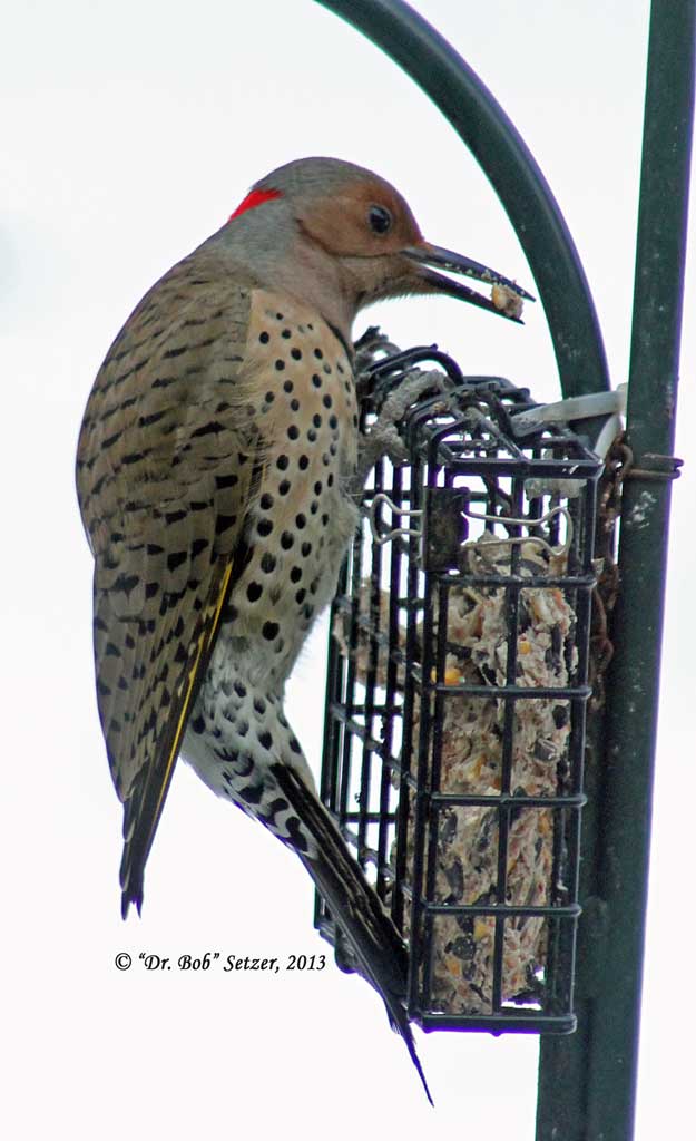 1239-Flicker-female.jpg