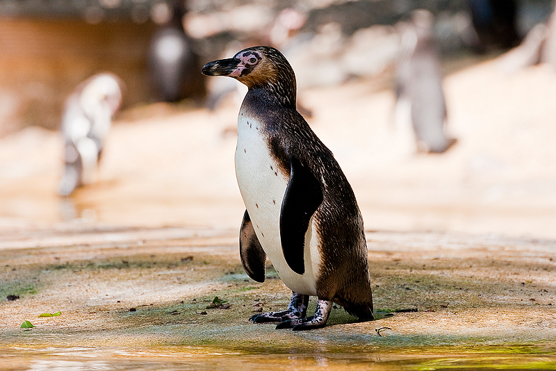 Animaux _013.jpg
