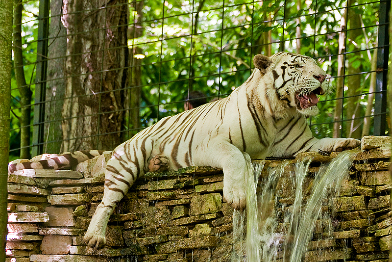 Animaux _022.jpg