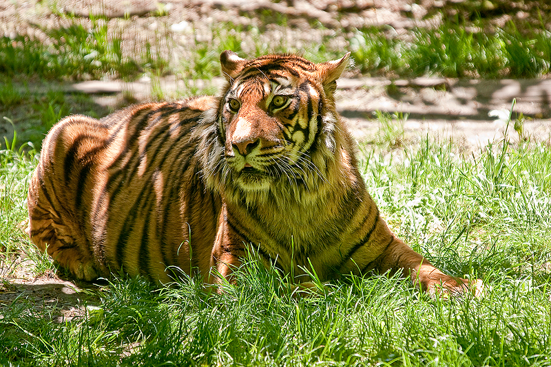 Animaux _025.jpg