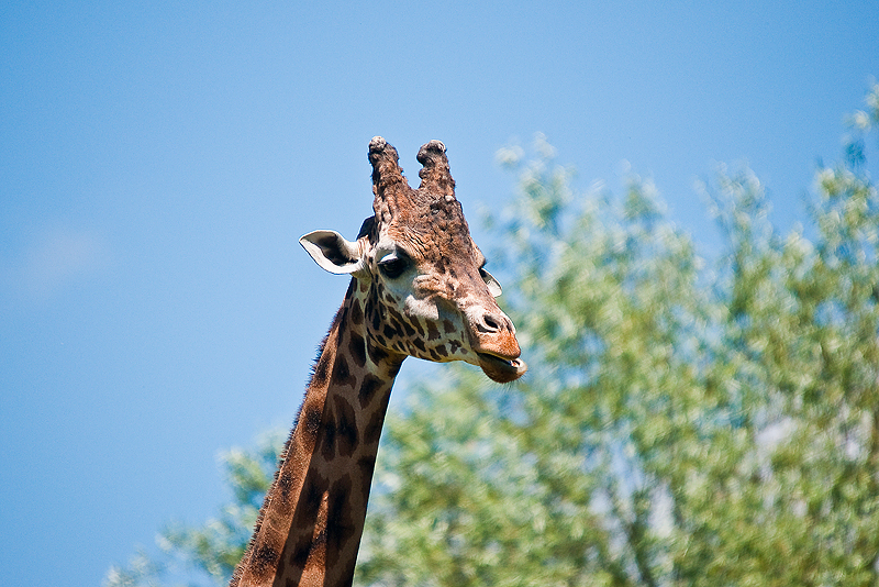 Animaux _029.jpg