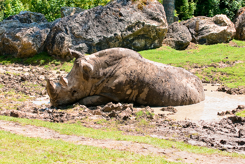 Animaux _033.jpg