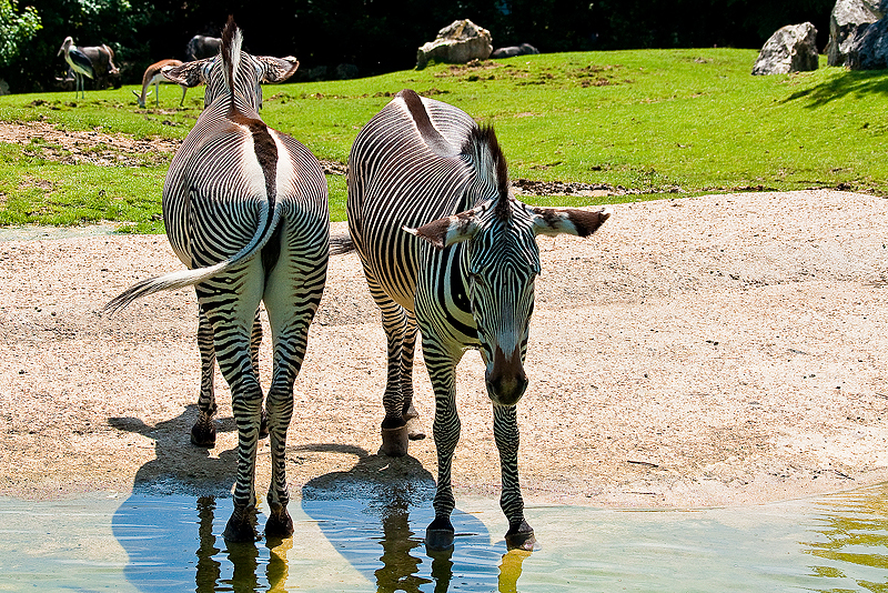 Animaux _041.jpg