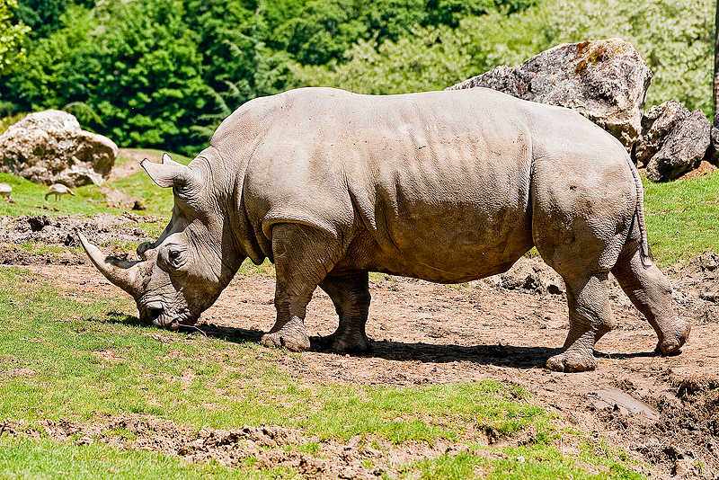 Animaux _042.jpg