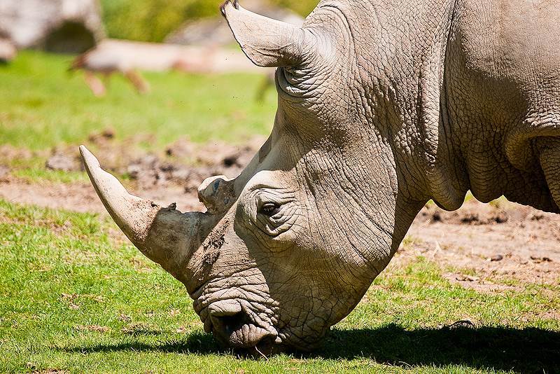 Animaux _043.jpg