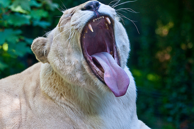 Animaux _070.jpg