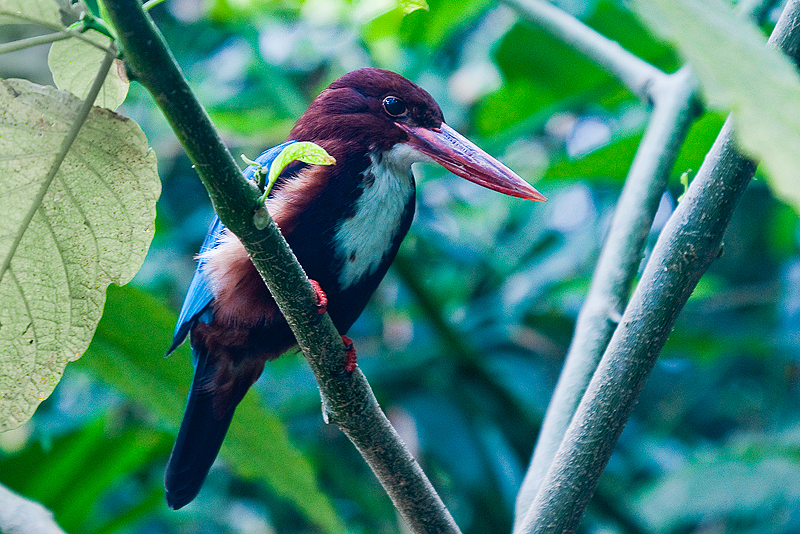 Animaux _074.jpg