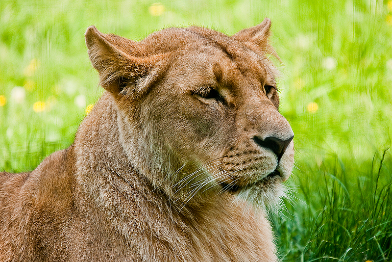 Animaux _094.jpg
