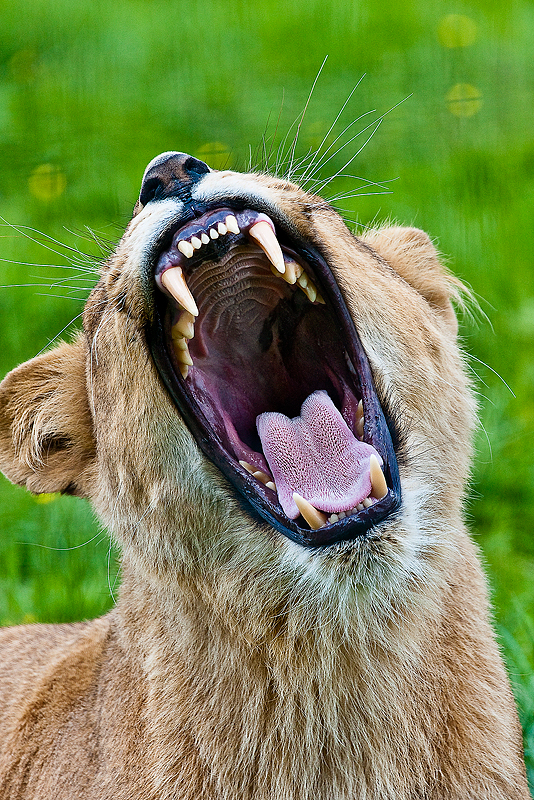 Animaux _098.jpg
