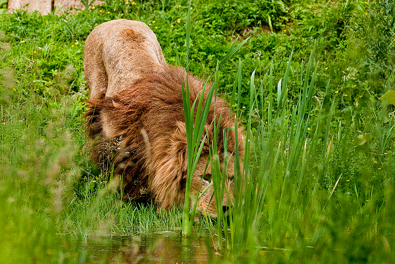 Animaux _109.jpg