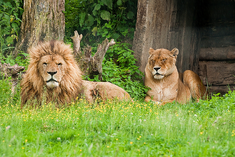 Animaux _110.jpg