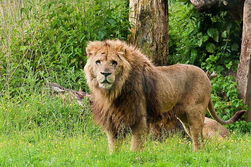 Animaux _111.jpg