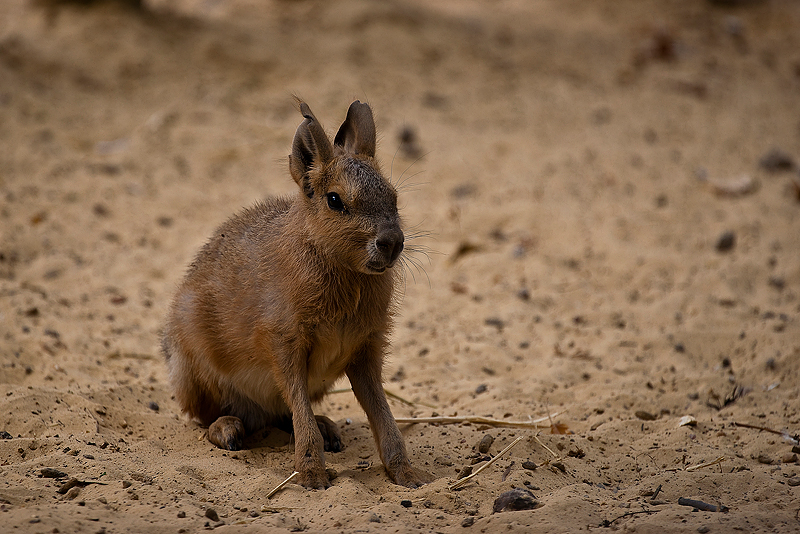 Animaux _136.jpg