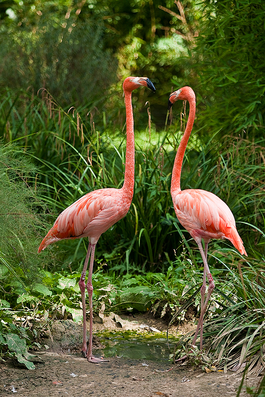 Animaux _145.jpg